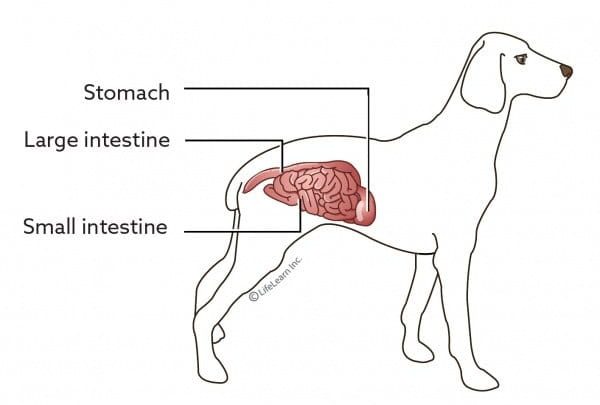 what not to feed dogs with colitis