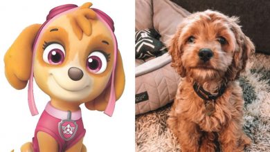 what type of dog is skye from paw patrol