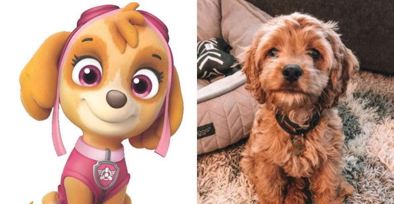 what type of dog is skye from paw patrol