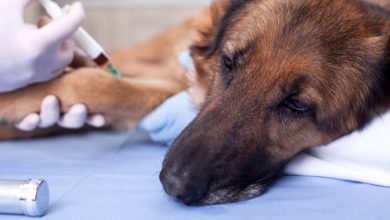 when can dog get kennel cough vaccine