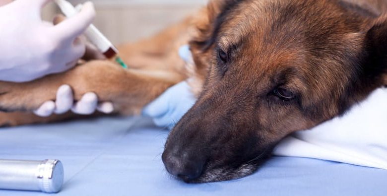 when can dog get kennel cough vaccine