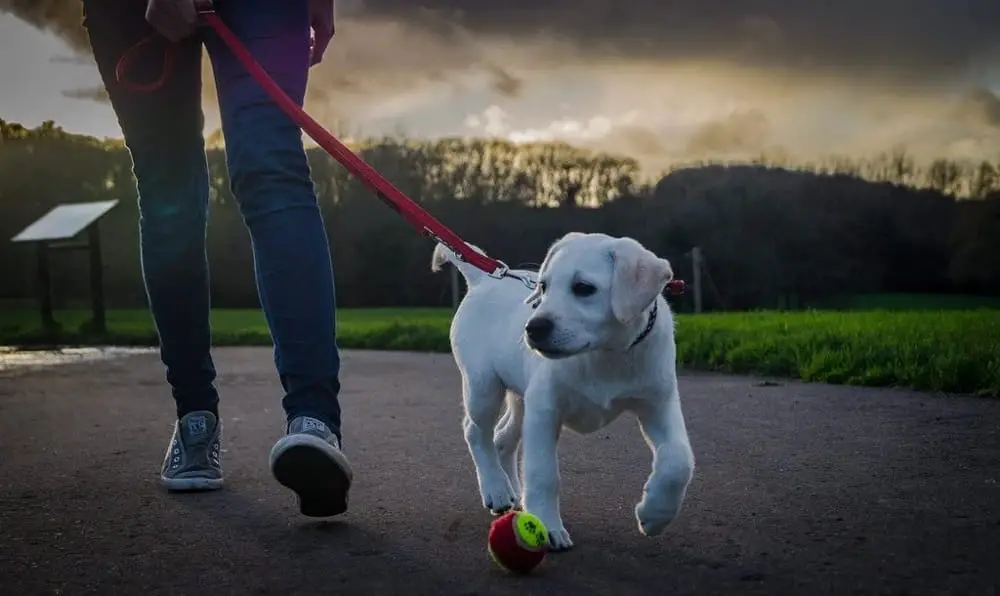 when can you take a puppy on a walk