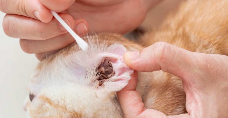 when do dogs get ear mites