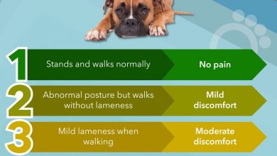 when to take a limping dog to the vet