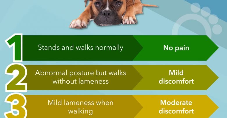 when to take a limping dog to the vet
