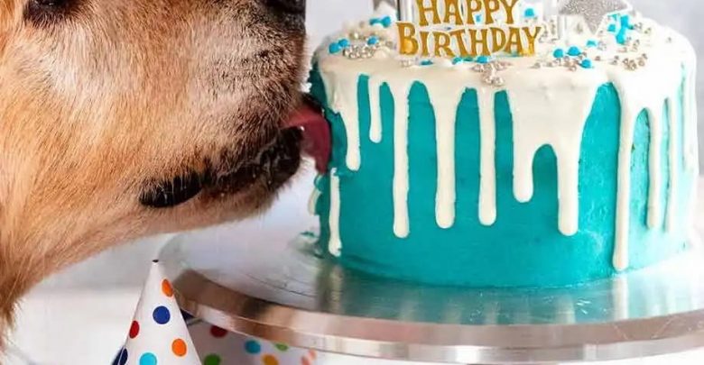 where can i buy dog birthday cake