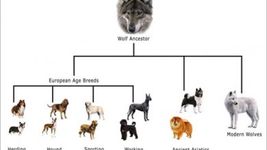 where did all dogs originate from