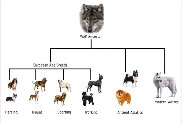 where did all dogs originate from