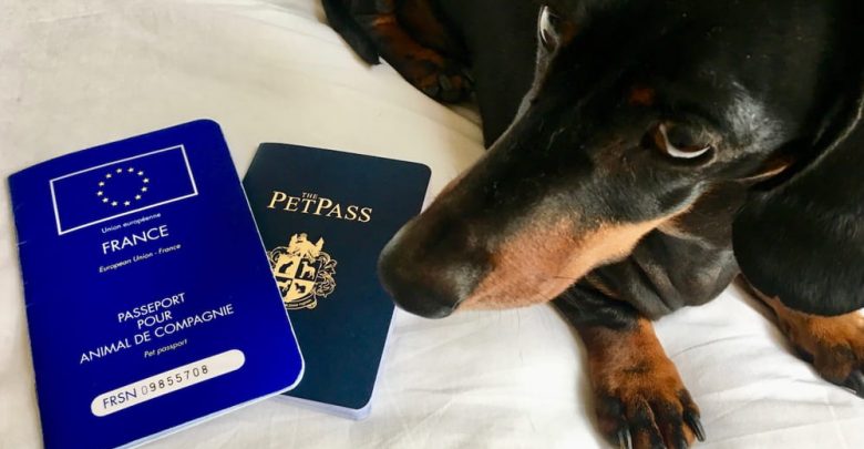 where do you get a dog passport