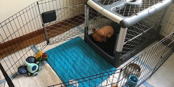 where is the best place for dog crate