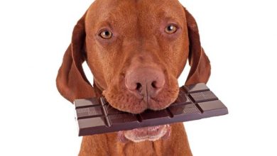 why can chocolate kill a dog