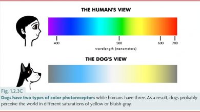 why can dogs not see color