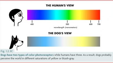 why can dogs not see color
