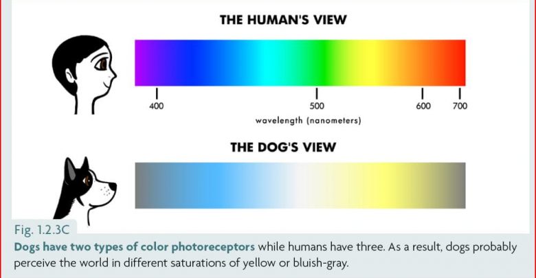 why can dogs not see color