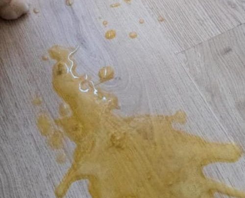 why is dog vomiting yellow liquid