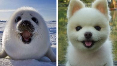 are dogs related to seals