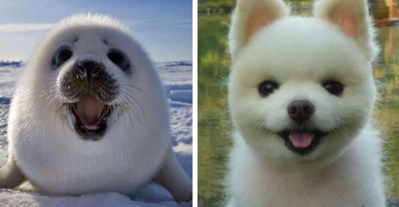 are dogs related to seals