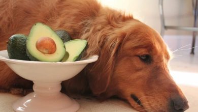can a dog eat avocado