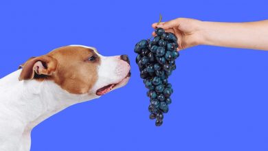 can a dog eat grapes