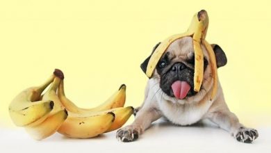 can dog eat banana