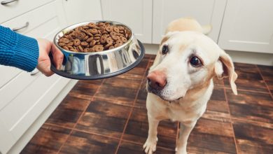 does quality dog food make a difference