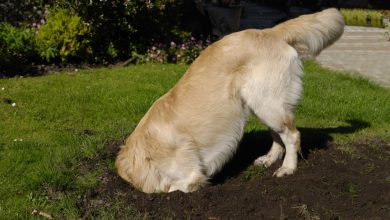 how do you get a dog to stop digging