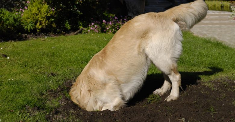 how do you get a dog to stop digging