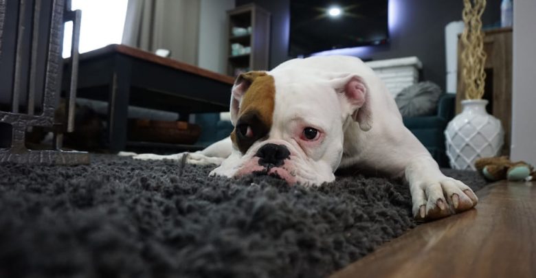 how do you get dog smell out of carpet