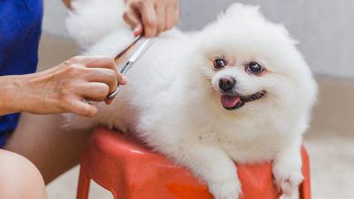how easy is dog grooming