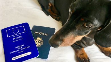 how much for dog passport