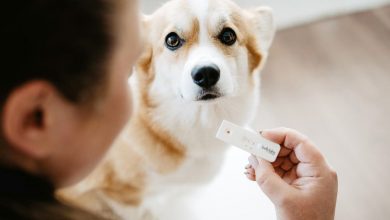 how much is dog pregnancy test
