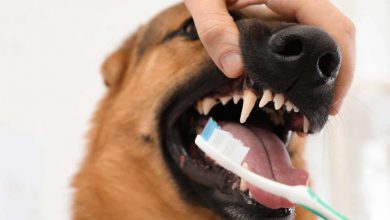 how much is dog teeth cleaning