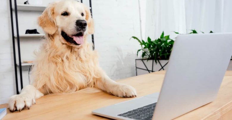 how to buy dog online