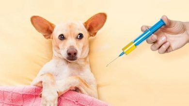 how to get dog vaccination records