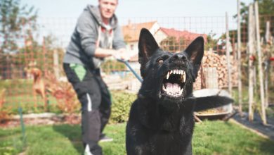 how to train dog not bark at strangers