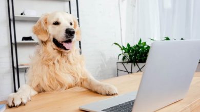 is buying a dog online safe
