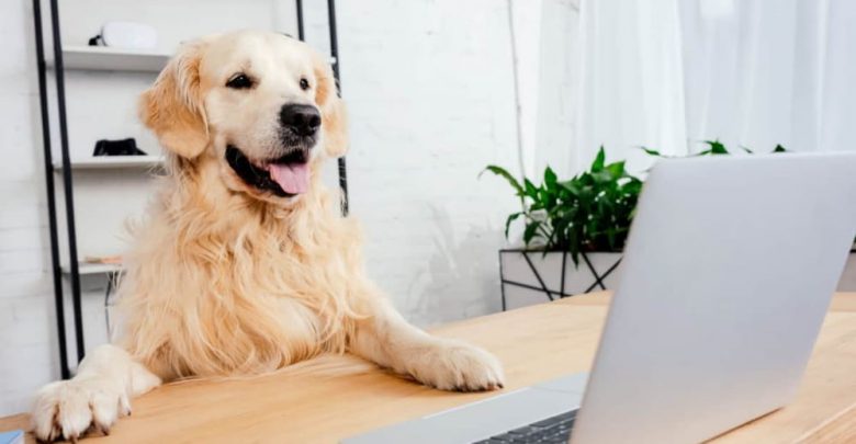 is buying a dog online safe