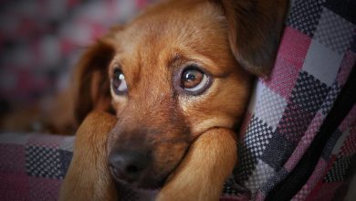 should you put a dog down with vestibular disease
