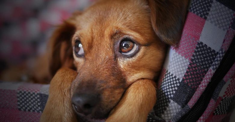 should you put a dog down with vestibular disease