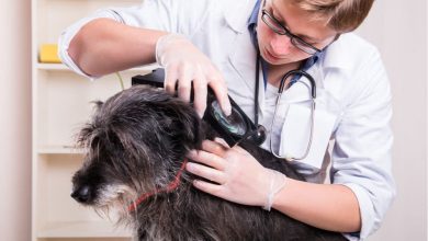 should you quarantine dog with fleas