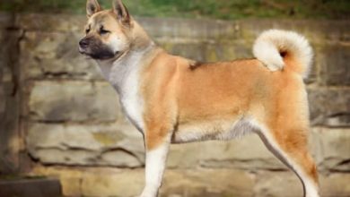 what breeds are utility dogs