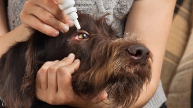 what is dog conjunctivitis