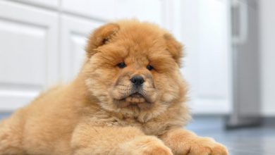 what kind of dog looks like a teddy bear