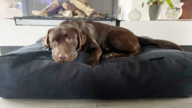 what stores sell dog beds