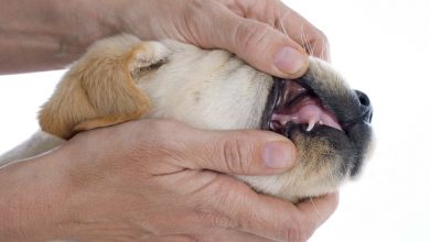 what to do when dogs teeth fall out