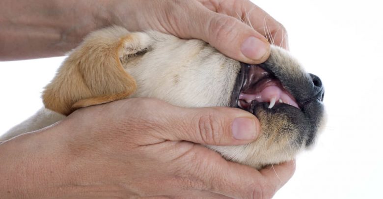 what to do when dogs teeth fall out