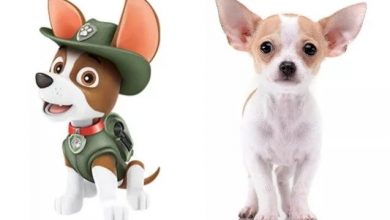 what type of dog is rocky from paw patrol