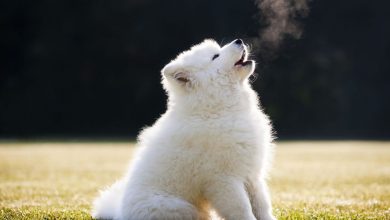 what type of dogs howl