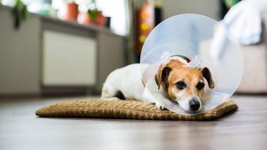 when can i get my dog spayed after heat