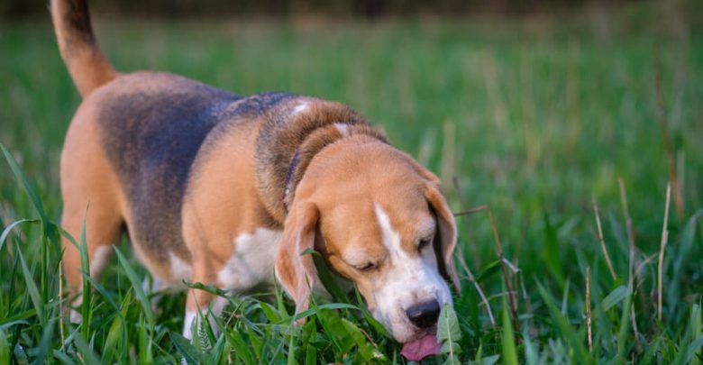 when do dogs eat grass